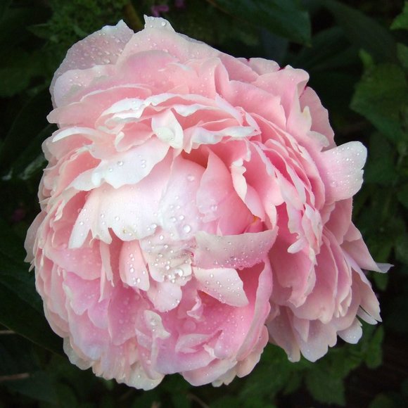 Meet your Posher, Vivian - Picture 1 of 1